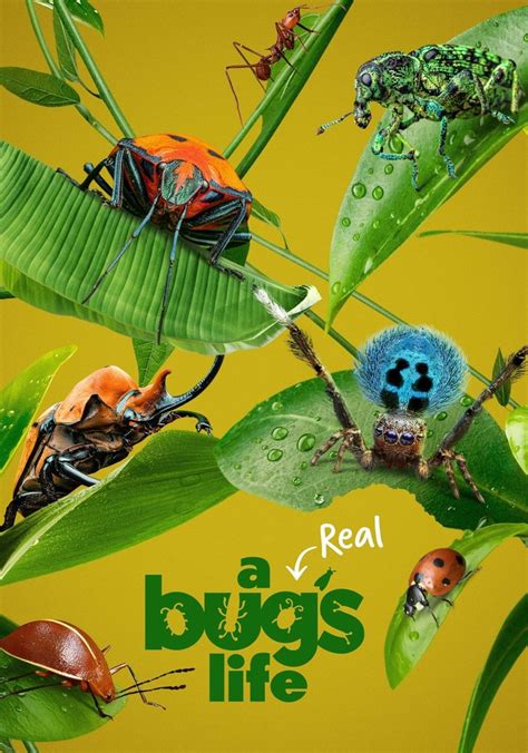 streaming Bug