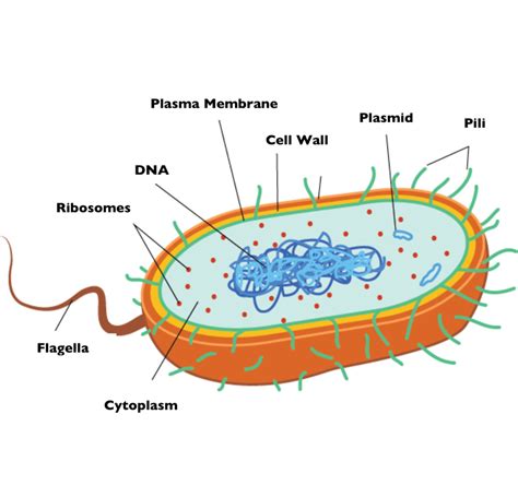 structure of bacterial cell diagram 