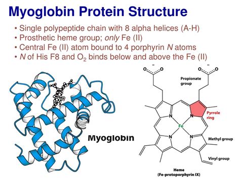 structure of myoglobin diagram 