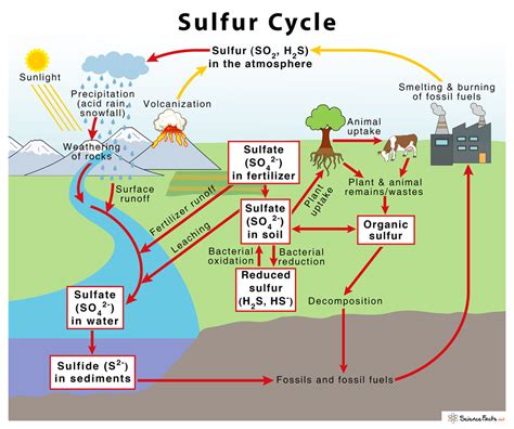 sulfur cycle diagram explanation 