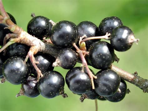 svart frukt