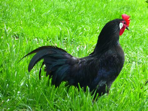 svart kyckling
