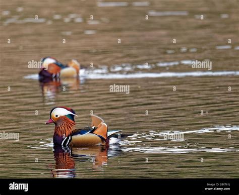 swimming mandarin duck, Mandarin duck swimming on lake hi-res stock photography and images