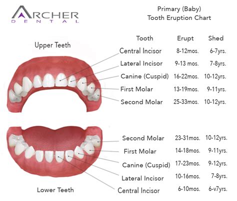 Teeth Come In Chart