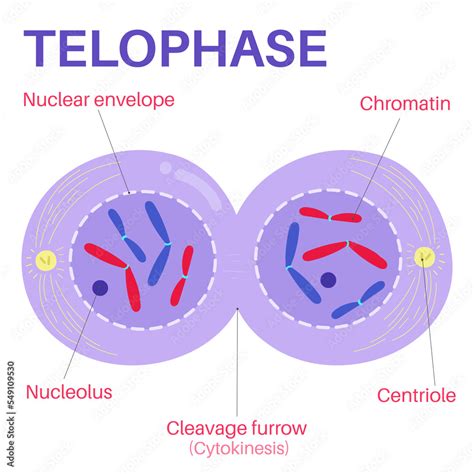 telophase 2 diagram 