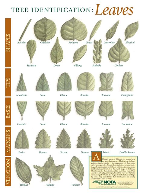Tennessee Tree Leaf Identification Chart