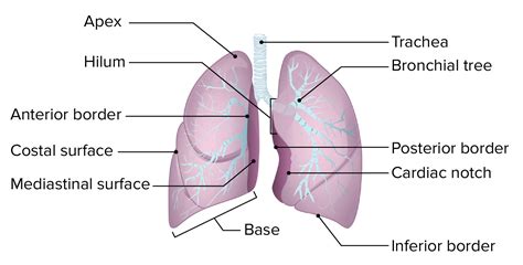 the apex base hilum lungs lobes diagram the withe 