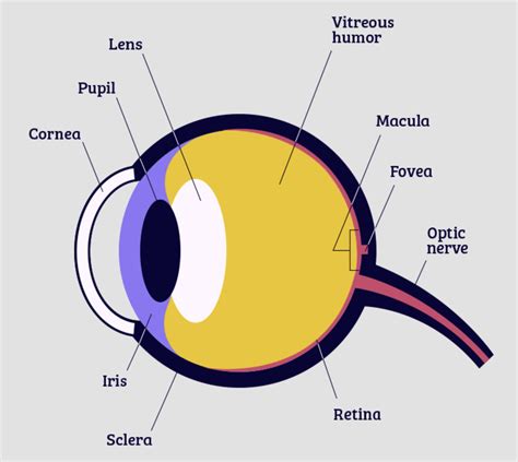 the eye diagram label 2 