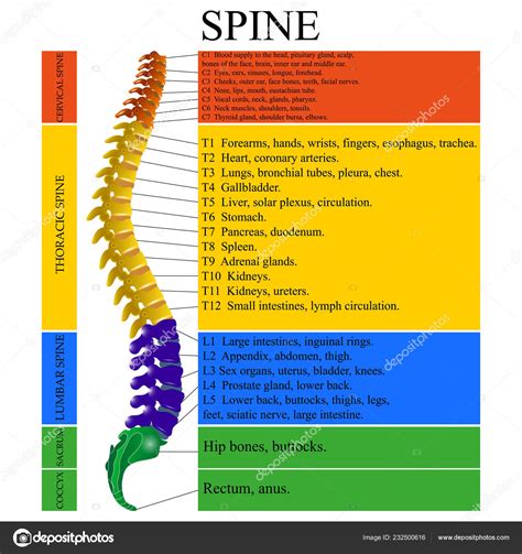 the human spine diagram 