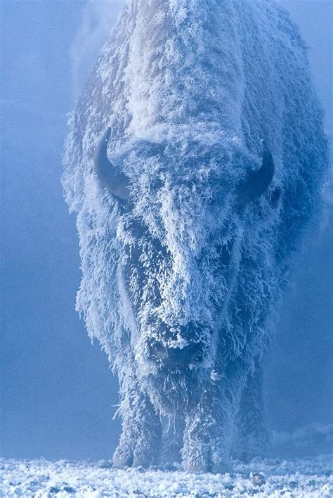 thin ice buffalo