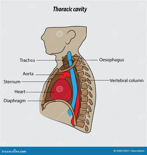 thoracic cavity diagram 