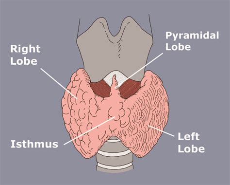thyroid gland diagram labeled 