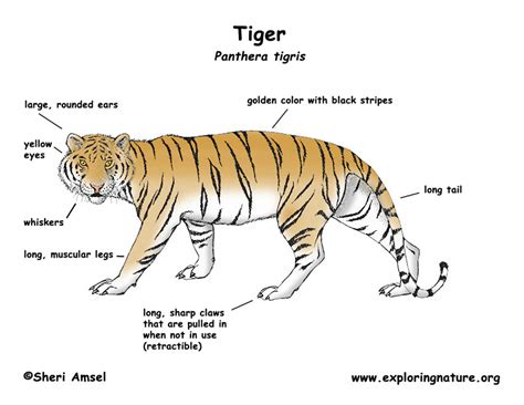 tiger diagram labled 