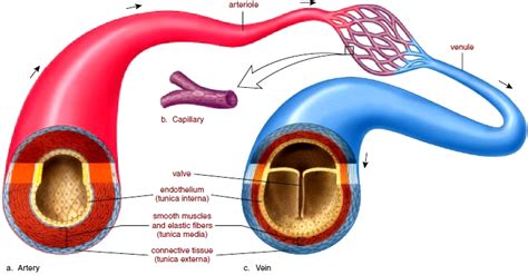 tigers blood vessels diagram 