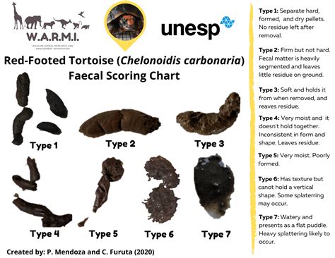 Tortoise Poop Chart