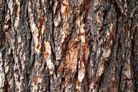 tree bark images free, Tree bark texture picture. Bark texture tree high wallpaper drawing background resolution hd public textured desktop domain old wallpapers dimensions backgrounds ipad iphone birch