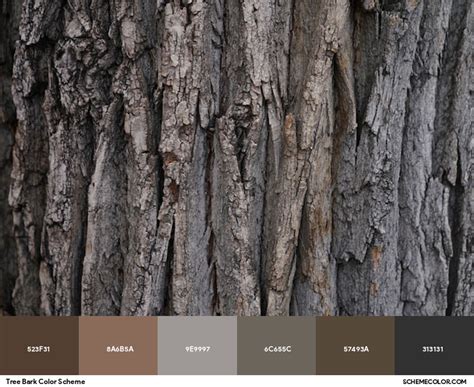 tree bark paint color, Shades of tree bark (photo credit: kaite chase) #chasingcolor #