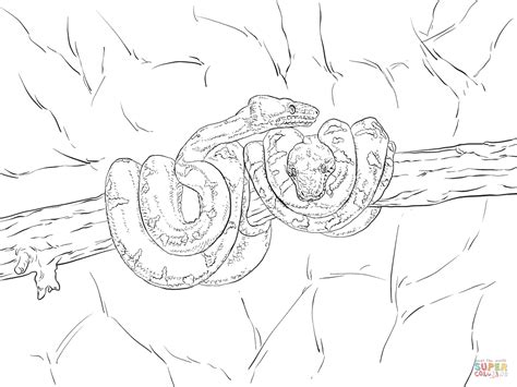tree boa coloring page, Boa constrictor coloring page at getcolorings.com. Boa coloring tree constrictor pages emerald printable drawing color supercoloring realistic print rainforest super snakes getcolorings outlines kids choose board