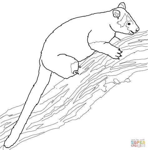 tree kangaroo coloring pages, Tree kangaroo coloring pages coloring pages