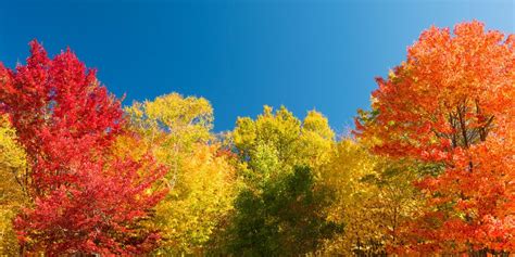 tree leaf colors in fall, 