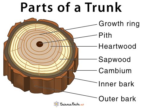 tree trunk diagram 