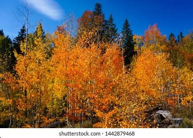 trees changing colors colorado, How to start a cleaning enterprise in colorado (co) – st.xavier