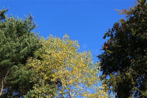 trees changing colors early, Why do leaves change color?