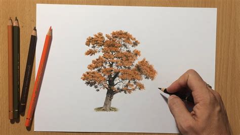 trees in colored pencil, Tree drawing with color step by step