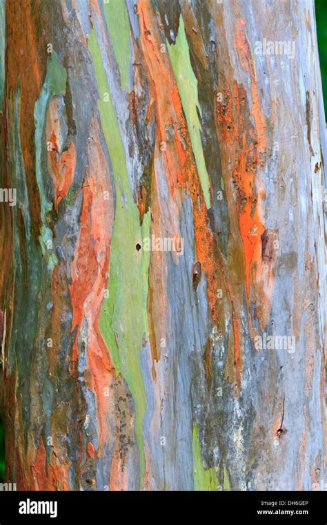 trees with colored bark, 11 incredible trees around the world. Thomas bizarrely moment bring
