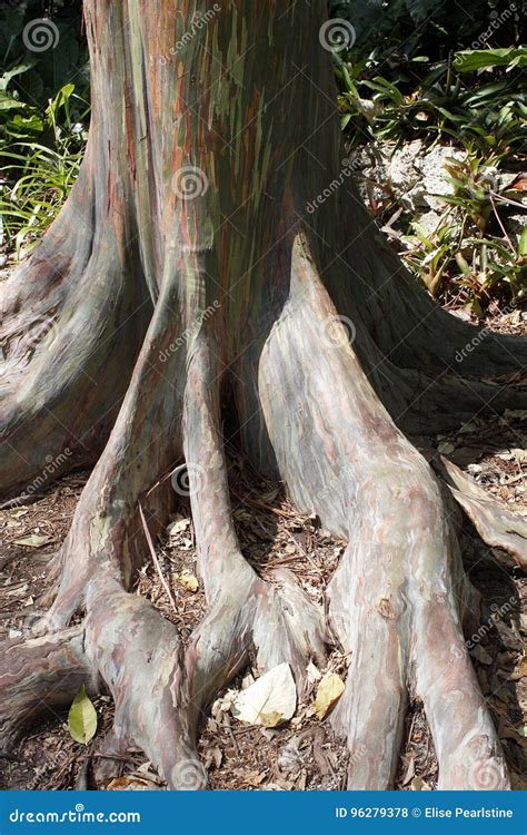 trees with colored trunks, White birch trees trunks photograph by maureen rose