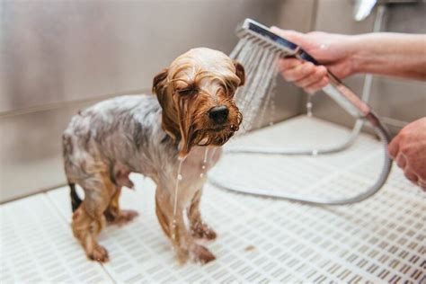 tvätta hunden