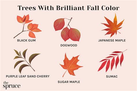 types of colorful trees, Los 18 árboles más bonitos del mundo