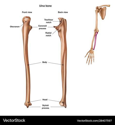 ulna bone diagram 