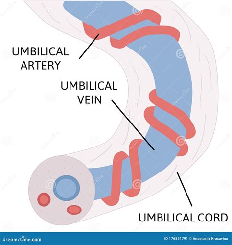 umbilicus diagram 
