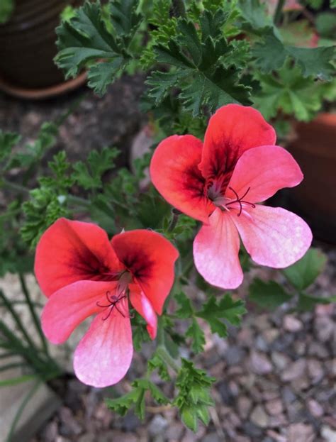 unika pelargoner