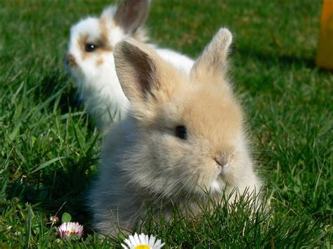 världens sötaste kanin