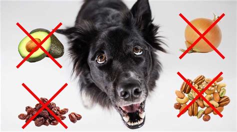 vad kan hundar äta för människomat