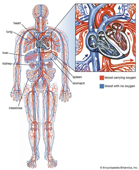 vascular system diagram 