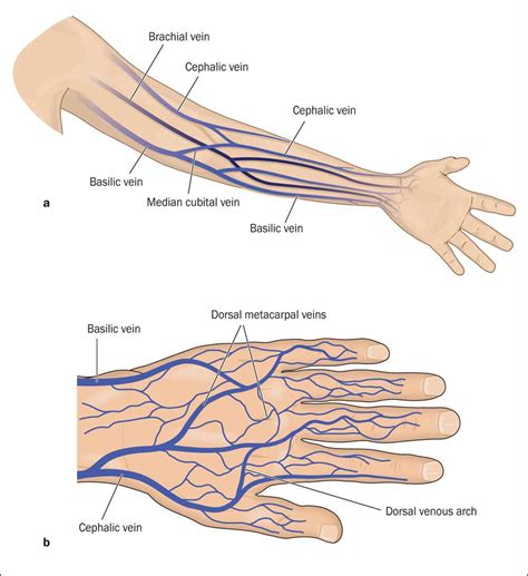 veins of the arm diagram 