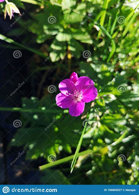 vilda blommor rosa