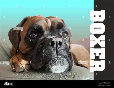 voll Beautiful Boxer