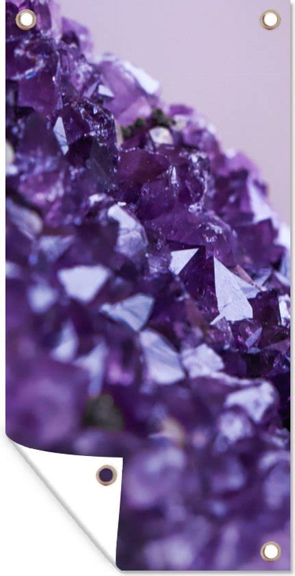 voll Violette