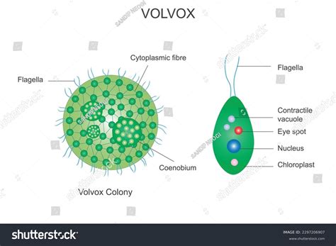 volvox protist diagram 