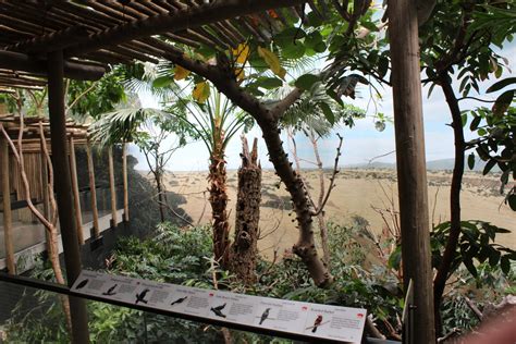 Walkthrough The Forest