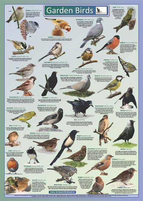 watch The Birds
