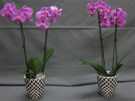 water orchids with ice cubes