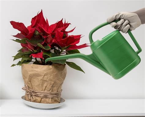 watering a poinsettia with ice cubes