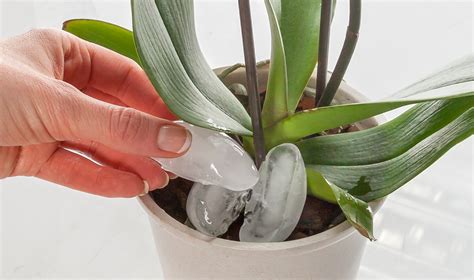 watering an orchid with ice cubes