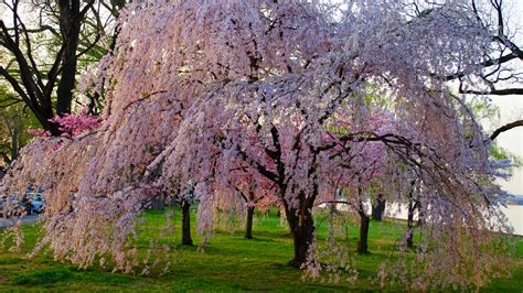 weeping willow cherry blossom tree, 23 cherry blossom weeping willow tree royalty-free images, stock photos