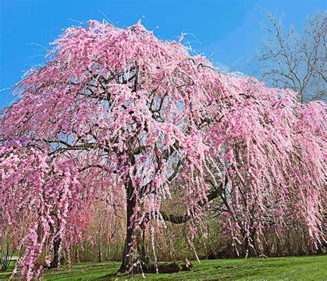 weeping willow cherry tree, Weeping willow cherry tree